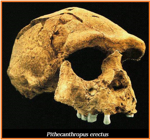 ciri ciri pithecanthropus erectus